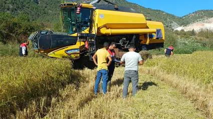 Osmancık’ta Çeltik Hasadı Başladı