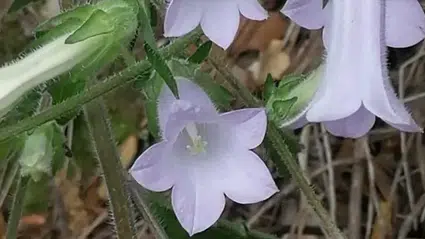 "Tüylü Kekreçiçeği" yeni tür olarak bitki florasına eklendi