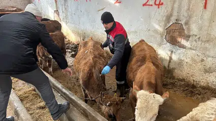 Hayvan Hastalıklarına Karşı Seferberlik