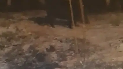 Binevler’de Domuz Paniği