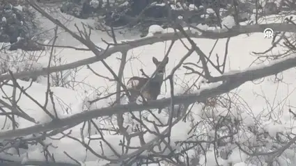 Doğanın Kalbinden Gelen Sürpriz Kareler