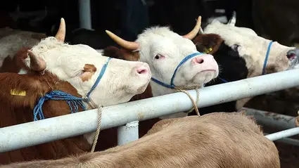 Besilik Hayvan Başvuruları Başlıyor