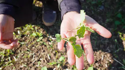 Kanola Ekili Alanlarda Çıkış ve Gelişim Kontrolü