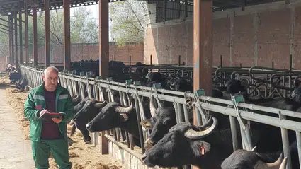 Anadolu Mandası Yetiştiricilerine Destek Denetimi