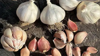 Üyük Sarımsağı Coğrafi İşaretle Tescillendi