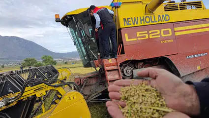Çeltik Tarlalarında Hasat Denetimleri