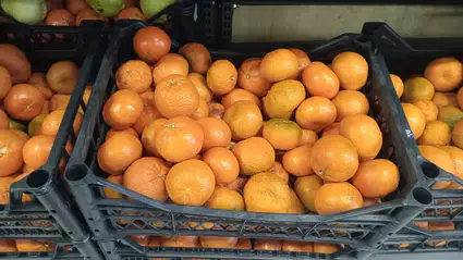 Kışın Turuncu Mucizesi