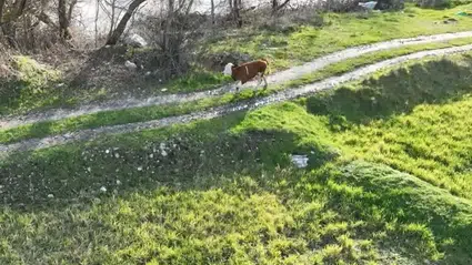 3 Kilometre Uzaklıktaki Tarlada Bulundu