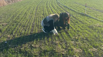 Hububat Tarlaları Mercek Altında
