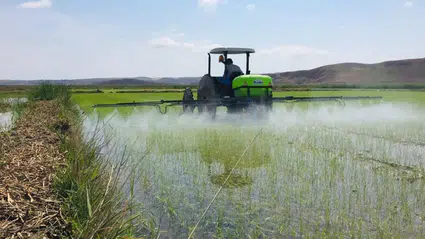 Çorum’da Çeltik Arazileri Kiralanacak, İşte Başvuru Detayları