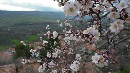 Badem Ağaçları Erken Çiçek Açtı