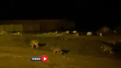 Kurt Sürüsü Köye İndi, İşte O Anlar