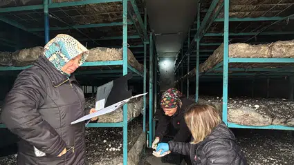 Zehirsiz Sofralar İçin Tarlada Kalıntı Mesaisi