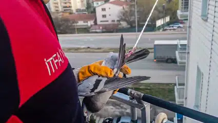 Çorum’da Güvercin Kurtarma Operasyonu