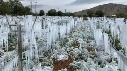 Uyarı Yinelendi, Zirai Don Geliyor