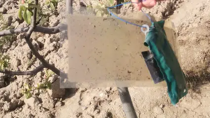 Tarımı Tehdit Eden Düşmana Karşı Feromon Kapanı