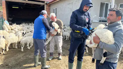 Aşılama ve Küpeleme Çalışmaları Sürüyor