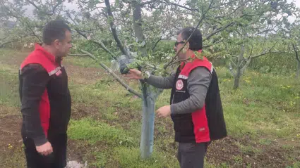 Osmancık'taki Meyve Bahçelerinde Kahverengi Kokarca Önlemi