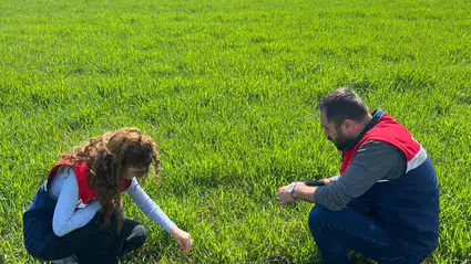Hububat Ekili Alanlarda Fenolojik Gözlem