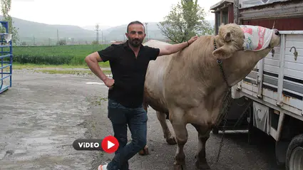 1,2 Tonluk Genco, Fiyatıyla Dudak Uçuklatıyor