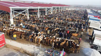 Çorum’da Kurban Pazarının Açılacağı Tarih Belli Oldu