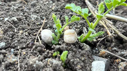 Çorum’un Tarım Arazileri Nohutla Canlanıyor