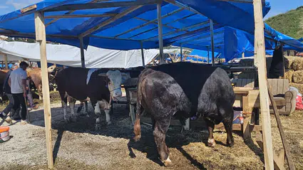 Bayat’ta Hayvan Pazarı Açıldı