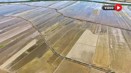 Beyaz Altının Yolculuğu Başladı