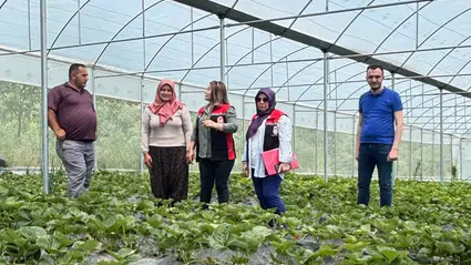 Örtüaltı Organik Çilek Üretimine Sıkı Denetim