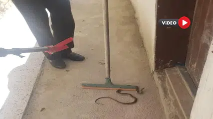 Eve Giren Yılanı İtfaiye Yakaladı