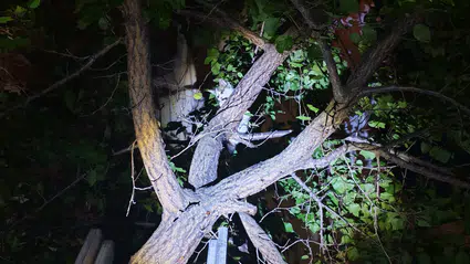 Sungurlu’da Ağaçta Mahsur Kalan Kedi Kurtarıldı