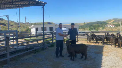 İskilip’te Hayvan Pazarı Her Salı Açılıyor