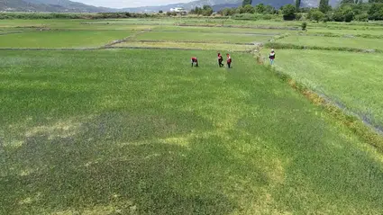 Kuraklığa ve Tuzluluğa Karşı Yerli Çeltik