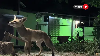 Bahçesine Giren Tilkiyi Böyle Besledi