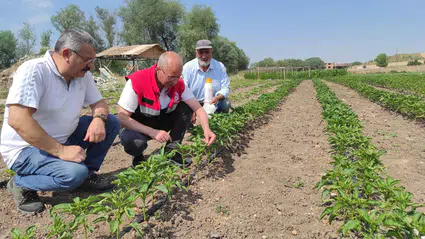Sebze Üretiminde Hastalıklara Karşı Erken Teşhis Mesaisi