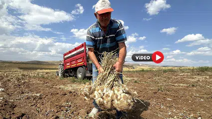 Üyük Sarımsağı Aromasıyla İlgi Görüyor