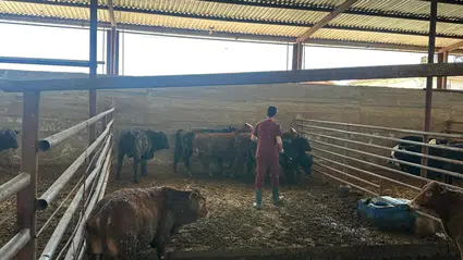 İthal Hayvanlar Mercek Altında