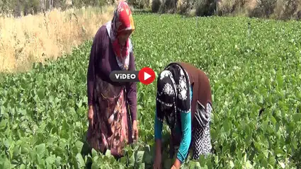 Çiftçi Hem Üretiyor Hem Satıyor