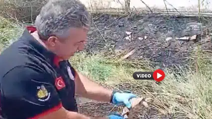 Yangında Kalan Kaplumbağayı Böyle Serinlettiler