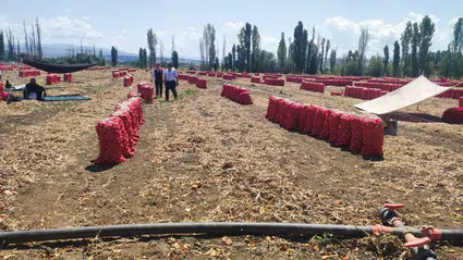Soğan Hasadı Heyecanı Başladı