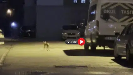 Yiyecek Arayan Tilki Böyle Görüntülendi
