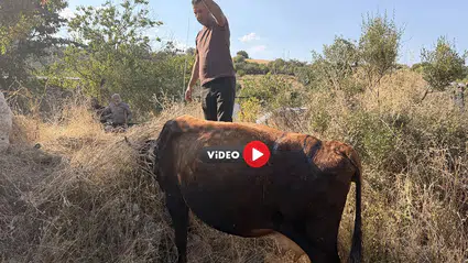 Büyükbaş Hayvanlar Ottan Zehirlendi