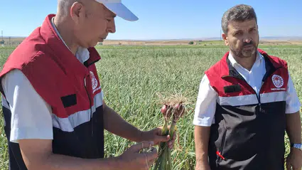 Soğan Üretimi İçin Arazilerde Teknik İnceleme