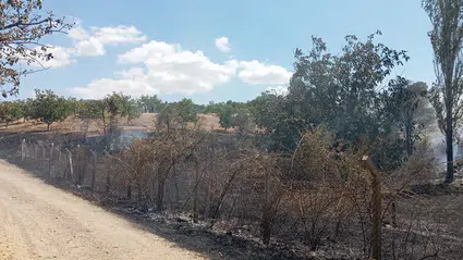 Ağaçlık Alana Sıçrayan Yangına Müdahale Edildi