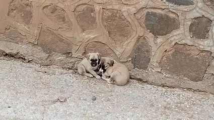 Mahsur Kalan 2 Köpek Yavrusunu İtfaiye Kurtardı