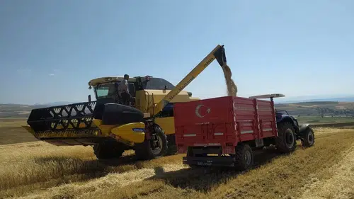 Arpa Hasadına Başlandı