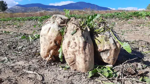 Pancar Üreticisine Müjde