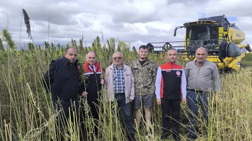 Kenevir ve Çerezlik Kabak Çekirdeğinde Hasat Zamanı