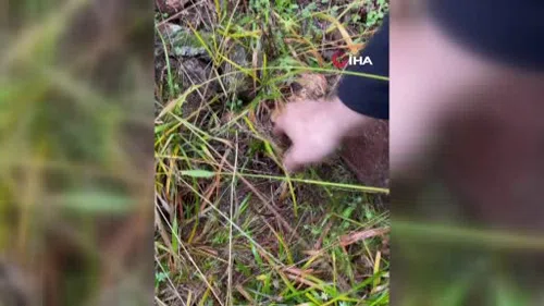 Kanlıca Mantarı vatandaşların ilgi odağı oldu