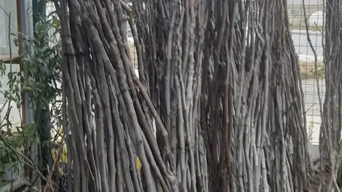 Fidanlar mercek altında